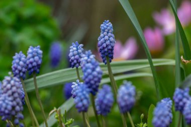 Muscari Ermeniacum Valerie Fince süs çiçekleri çiçek açmış Ermeni üzüm sümbülü bahçede mavi bitkiler ve yeşil yapraklar