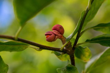 Yeşil ve sarı yapraklı manolya soul angeana ağaç dalları ve parlak turuncu tohumlu pembe tohum konileri, sonbahar doğası