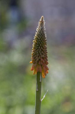 Kniphofia uvaria parlak turuncu tomurcuk süsleme bitkileri uzun saplı, grup tritomea meşalesi zambak kırmızı sıcak poker çiçekleri