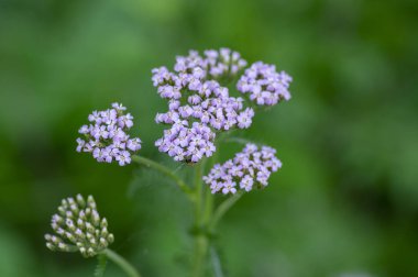 Achillea Millefolium. Çiçek açmış avlu çiçekleri. Çayırdaki çayırda güzel yabani çiçekler.