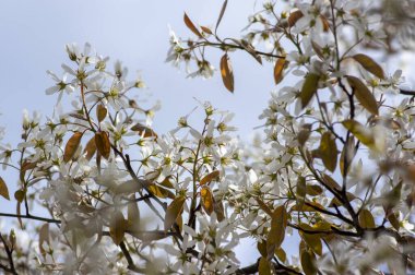 Amelanchier lamarckii yapraklı yaprak döken çalılar, ilkbaharda açan dallardaki karlı beyaz taç yapraklı çiçekler.