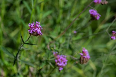 Verbena bonariensis purpletop tall ornamental flowering plant, clustertop agrentian purple pretty vervain flower in bloom clipart