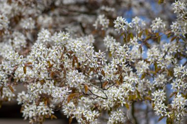 Amelanchier lamarckii yapraklı yaprak döken çalılar, ilkbaharda açan dallardaki karlı beyaz taç yapraklı çiçekler.