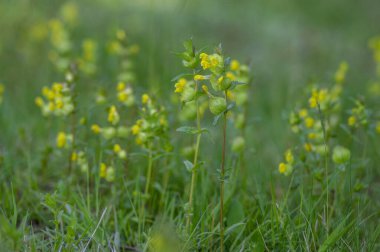 Rhinanthus küçük sarı çıngıraklı çıngıraklı otlar çiçek açıyor, yabani otlaklar çimlerde çiçek açıyor.