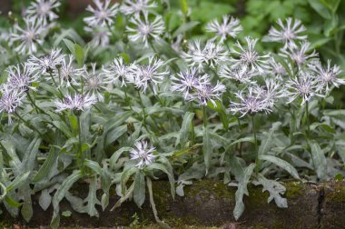 Centaurea montana perennial mountain cornflower in bloom, cultivated alba snowy white montane knapweed bluet alba flowering plant clipart