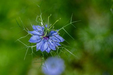 Nigella Damascena, yaz başında çiçek açan küçük yeşil çalılıklarda mavi çiçeklerin farklı tonlarında, süs çiçekleri açan bahçe.
