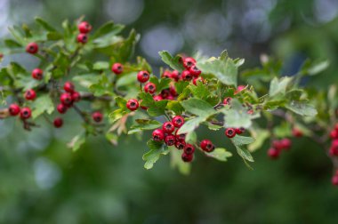 Crataegus monogyna common one-seed hawthorn hawberry with red ripened fruits on tree branches with leaves clipart