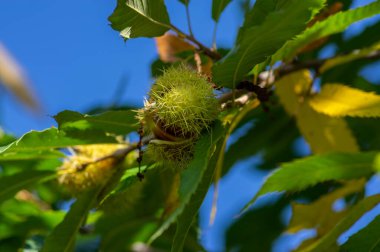 Castanea sativa olgunlaşan meyveler dikenli kübikler, ağaç dallarında sallanan yenilebilir gizli tohumlar, yeşil yapraklar.