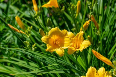 Hemerocallis hibrida mini stella çiçek sarı cüce melez çiçek bahçesinde çiçek