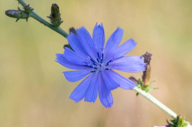 Cichorium intybus Common chicory wild bright blue flower in bloom, perennial herbaceous flowering bachelor's buttons field plants