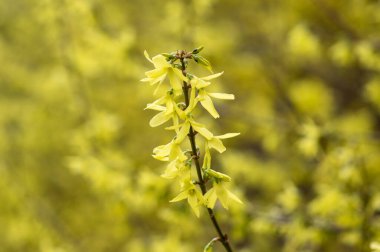 Forsythia iç medyası sarı çiçekli bitki, çiçek açmış süs çiçekleri, güzel bahar zamanı çiçek dolu çalılar.