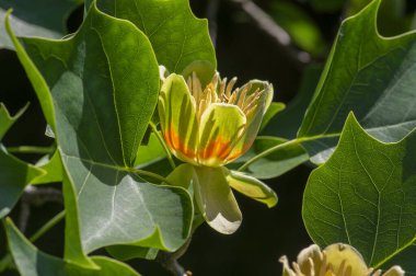 Liriodendron tulipifera beautiful ornamental tree in bloom, American tulip tree tulipwood flowering, flower on the branch with green leaves clipart