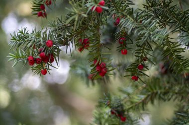 Taxus baccata yaygın Avrupa İngilizcesi porsuk ağacı ağaç dalları yeşil yapraklı iğneler ve çekirdekli koniler gibi kırmızı böğürtlen