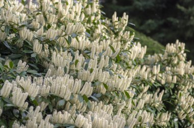 Prunus laurocerasus kiraz çiçekli bitkiler, çalılıklardaki beyaz çiçekler, yeşil yapraklar, süs bahçesi