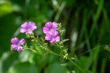 Linum viscosum pale pink flax flowers in bloom, wild flowering plant in Slovenia mountains in daylight sunlight