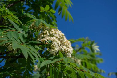 Sorbus aucuparia beyaz rowan çiçek açan ağaç bitkisi, yeşil dallarda açan dağ külleri, yeşil yapraklar.