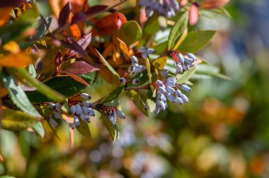 Berberis julianae keklik üzümü. Sonbaharda yaprakları yeşil, yaprakları sarı ve dalları mavi böğürtlenli böğürtlen.