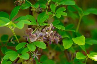 Akebia quinata güzel sürünen çiçek, açık pembe beş yapraklı çikolata sarmaşığı çiçek, yeşil yapraklar