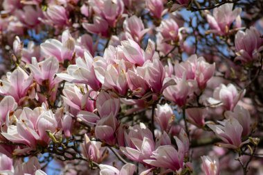Magnolia soulangeana ayrıca çay tabağı manolyası olarak da bilinir. Çiçek açan bahar ağacı, dallarında güzel pembe beyaz bir çiçek, mavi gökyüzü.