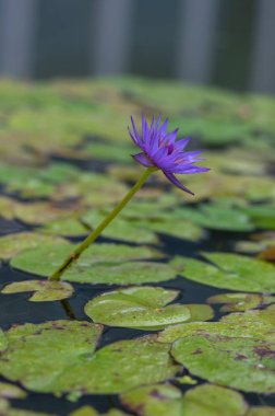 Nymphaea caerulea zanzibarensis nilüfer çiçeği çiçek açmış, çiçek açan nilüfer çiçekleri dekoratif bahçe havuzunda, yeşil benekli yapraklar