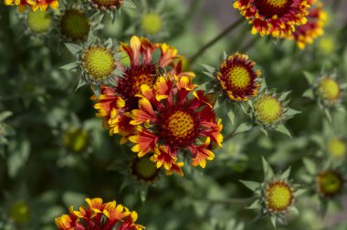 Gaillardia aristata red yellow flower in bloom, common blanketflower flowering plant, group of bright colors petal flowers clipart