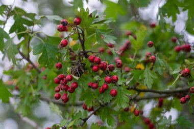 Crataegus monogyna tek tohumlu şahin şahini ağaç dallarında kırmızı olgun meyveler ve yapraklarla