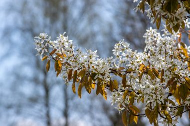 Amelanchier lamarckii yapraklı yaprak döken çalılar, ilkbaharda açan dallardaki karlı beyaz taç yapraklı çiçekler.