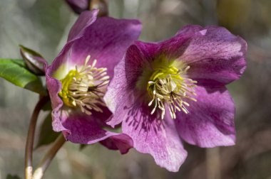 Helleborus purpurpurascens pembe mor ilkbahar erken çiçek, güzel çiçekler güneş ışığı altında yeşil yapraklar