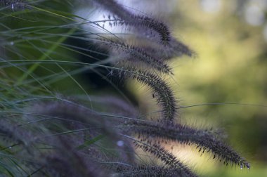 Pennisetum alopecuroides 'in parkta büyüyen tilki kuyruğu otları, güzel sonbahar süsleri ve güzel fıskiyeler var.