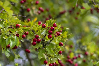 Crataegus monogyna tek tohumlu şahin şahini ağaç dallarında kırmızı olgun meyveler ve yapraklarla