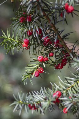 Taxus baccata yaygın Avrupa İngilizcesi porsuk ağacı ağaç dalları yeşil yapraklı iğneler ve çekirdekli koniler gibi kırmızı böğürtlen