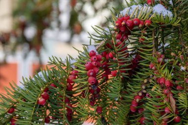 Taxus baccata yaygın Avrupa porsukları ağaç dalları yeşil yapraklı iğneler ve kırmızı böğürtlen gibi karla kaplı kozalaklar