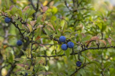 Prunus spinosa blackthorn sloe with blue ripening fruit on funches with leaves early umn