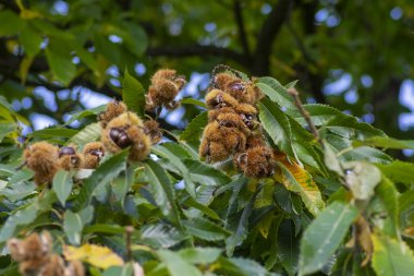 Castanea sativa olgunlaşan meyveler dikenli kübikler, ağaç dallarında sallanan yenilebilir gizli tohumlar, yeşil yapraklar.