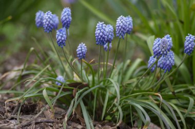 Muscari armeniacum Valerie Finnish ornamental springtime flowers in bloom, Armenian grape hyacinth flowering blue plants in the garden and green leaves clipart