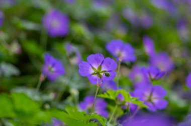 Mavi mor buket çiçekli Cranesbills grubu, Geranium Rozanne çiçek açan süs bitkisi, yeşil yapraklar