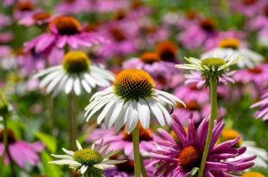 Ekinezya purpurea mor ve beyaz koni çiçekleri çiçek açan bitkiler, çiçek açmış bir grup tıbbi kirpi.