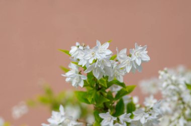 Deutzia gracilis Duncan Chardonnay parlak beyaz çiçekli çalılar, çiçek açmış güzel süs çiçekleri