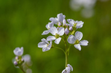 Cardamine pratensis cucko flower in bloom, group of petal flowering mayflowers on the green meadow clipart