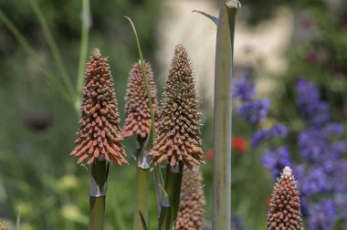 Kniphofia uvaria parlak turuncu tomurcuk süsleme bitkileri uzun saplı, grup tritomea meşalesi zambak kırmızı sıcak poker çiçekleri