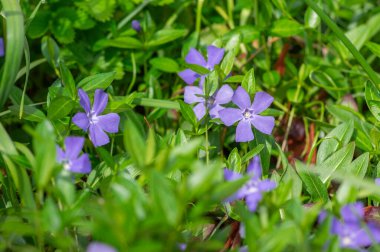 Vinca minör minör menekşe süs çiçekleri çiçek, yaygın menekşe çiçekleri yeşil yapraklı sürünen çiçekler
