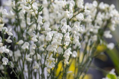 Cytisus Scoparius İskoç süpürgesi çiçek açmış süs çiçekleri, parlak beyaz bahar zamanı çiçek açan bitkiler