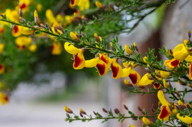 Cytisus scoparius lena ornamental flowers in bloom on branches, yellow red orange bright color flowering plants clipart