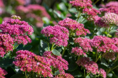 Hylotelephium sedum spectabile autumnal purple flowering ornamental plant, beautiful autumn joy stonecrop flowers in bloom, green leaves clipart