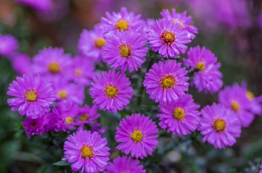 Symphyotrichum novi-belgii çiçekli süs bitkisi, güzel yaz sonbaharı çiçekleri çiçek açmış.
