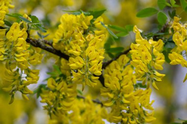 Laburnum anagyroides süsleme sarı çalı dalları mavi gökyüzüne karşı açarak, çiçek açan küçük ağaç çalıları