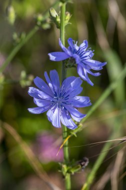 Cichorium intybus Common chicory wild bright blue flower in bloom, perennial herbaceous flowering bachelor's buttons field plants
