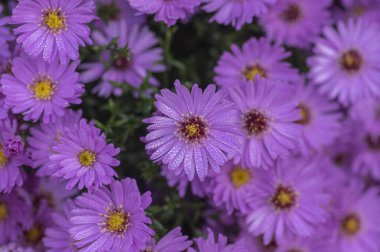 Symphyotrichum novi-belgii çiçekli süs bitkisi, güzel yaz sonbaharı çiçekleri çiçek açmış.