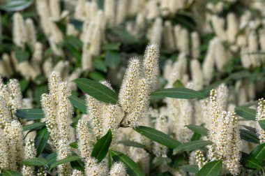 Prunus laurocerasus kiraz çiçekli bitkiler, çalılıklardaki beyaz çiçekler, yeşil yapraklar, süs bahçesi