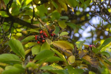 Yeşil ve sarı yapraklı manolya soul angeana ağaç dalları ve parlak turuncu tohumlu pembe tohum konileri, sonbahar doğası